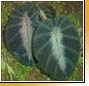 Colocasia sp Black cardinal