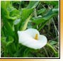 Zantedeschia�aethiopica
