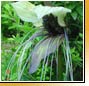Tacca integrifolia