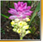 Curcuma�aromatica