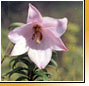Lilium mackliniae