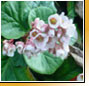 Bergenia�ciliata�