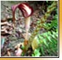 Arisaema speciosum
