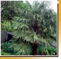 Trachycarpus fortunei