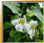 Thunbergia grandiflora White