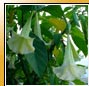 Brugmansia�suaveolen