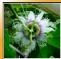 Passiflora Edulis