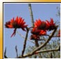 Erythrina Stricta